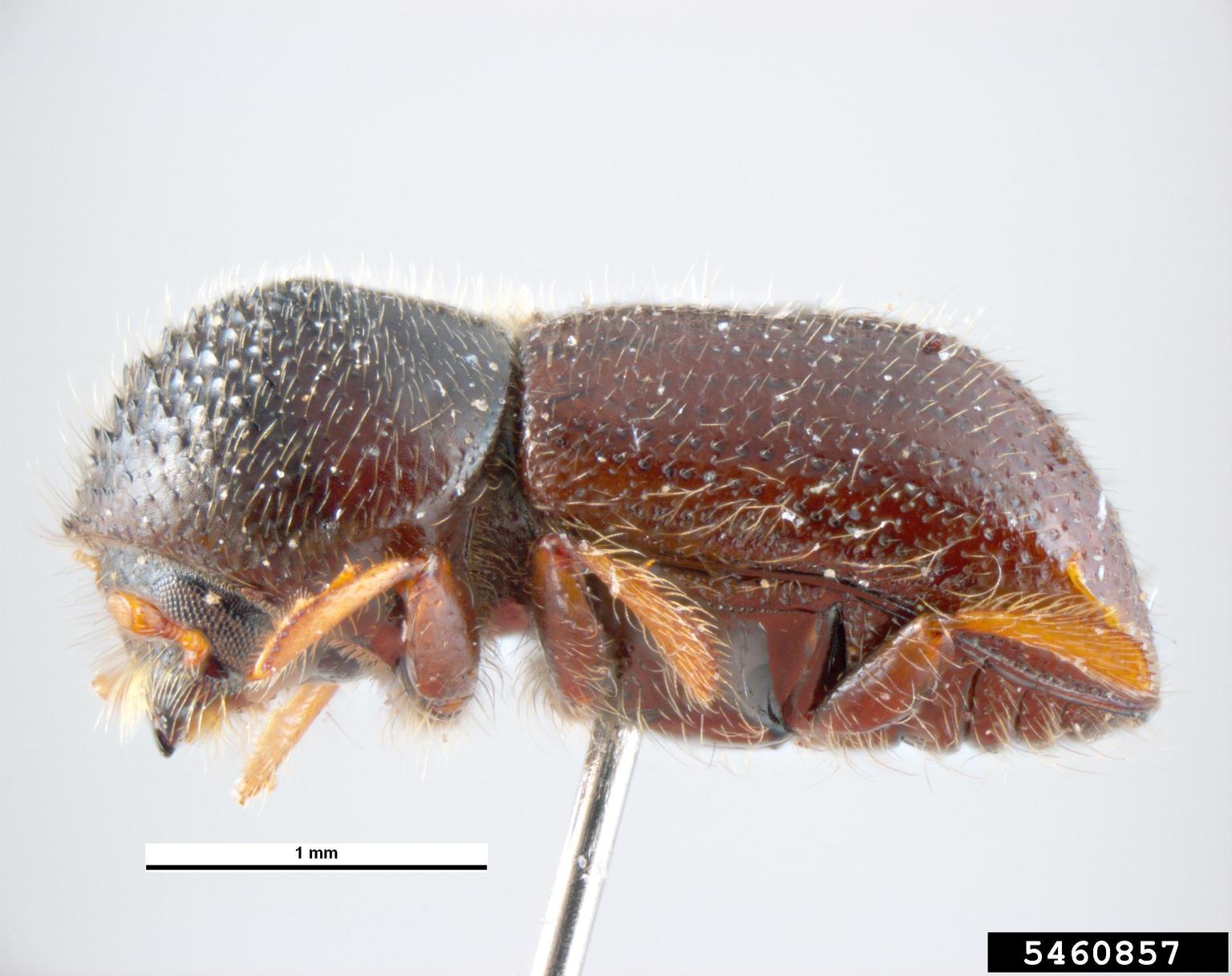 Ambrosia beetle adult.